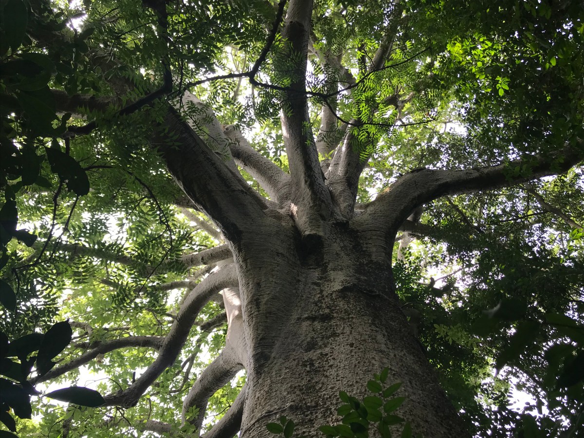 Beautiful Baobab encounters on a hike in the Shai Hills in greater Accra,&nbsp;Ghana