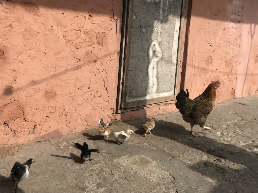 Chickens walking in Jamestown Accra