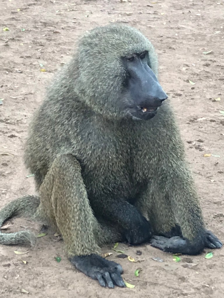 A photo of a baboon at the Shai Hills Resource Reserve Accra Ghana