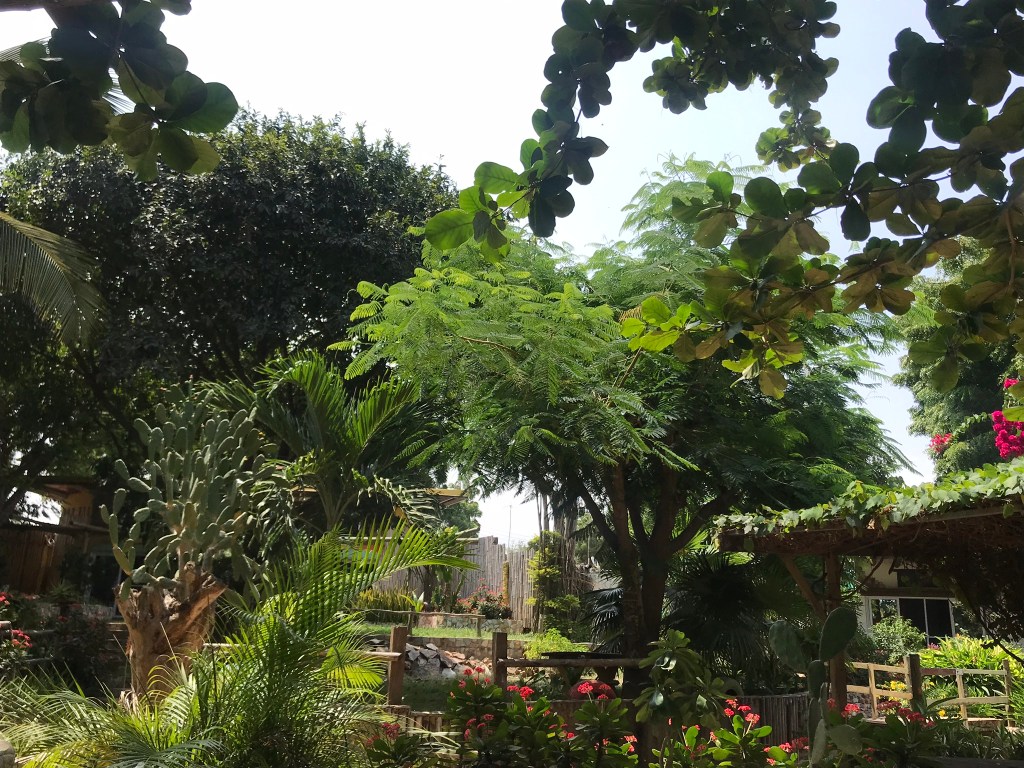 Kokrobite Gardens, Kokrobite Ghana. An oasis of green.