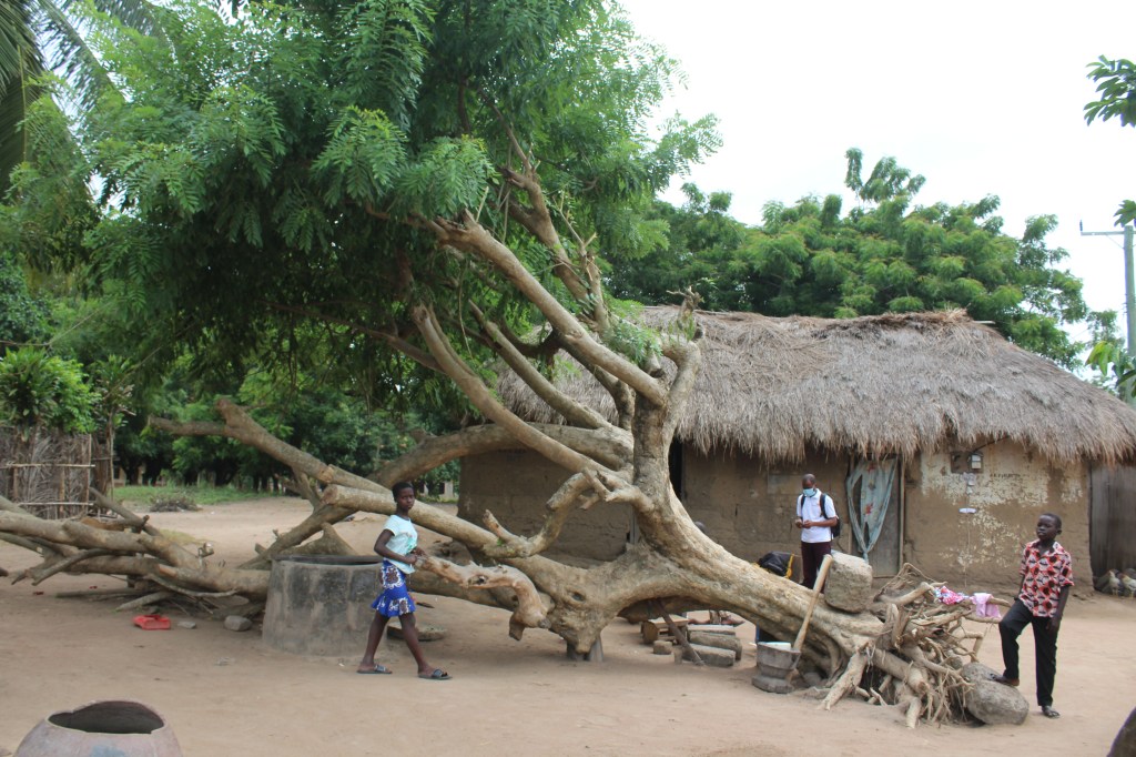 A fallen tree on its side with its roots exposed and foliage on its branches. A village in Agortime Kpetoe Ghana