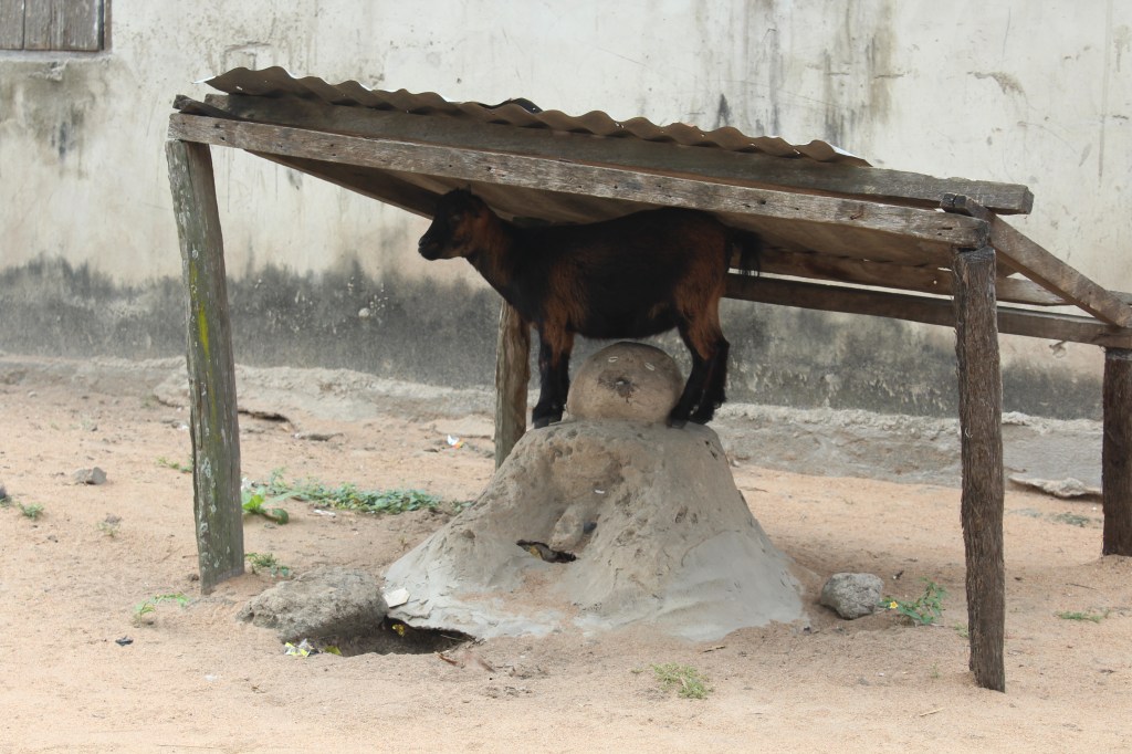 A goat standing on a sacred shrine in a village in Agortime Kpetoe in Ghana