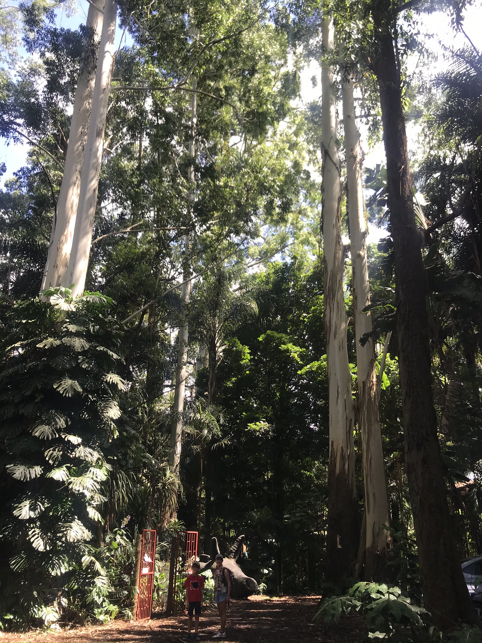The tall trees at the Ammazulu Gardens and Sculpture Precinct
