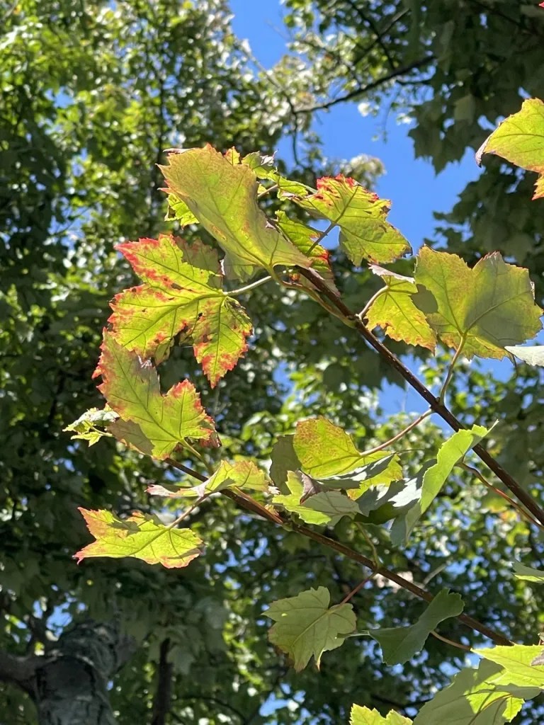 Oak leaves changing colour for Fall