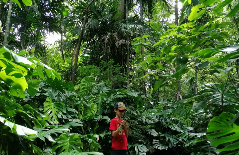 A young boy stands admiring a plant at the Ammazulu Gardens and Sculpture Precinct