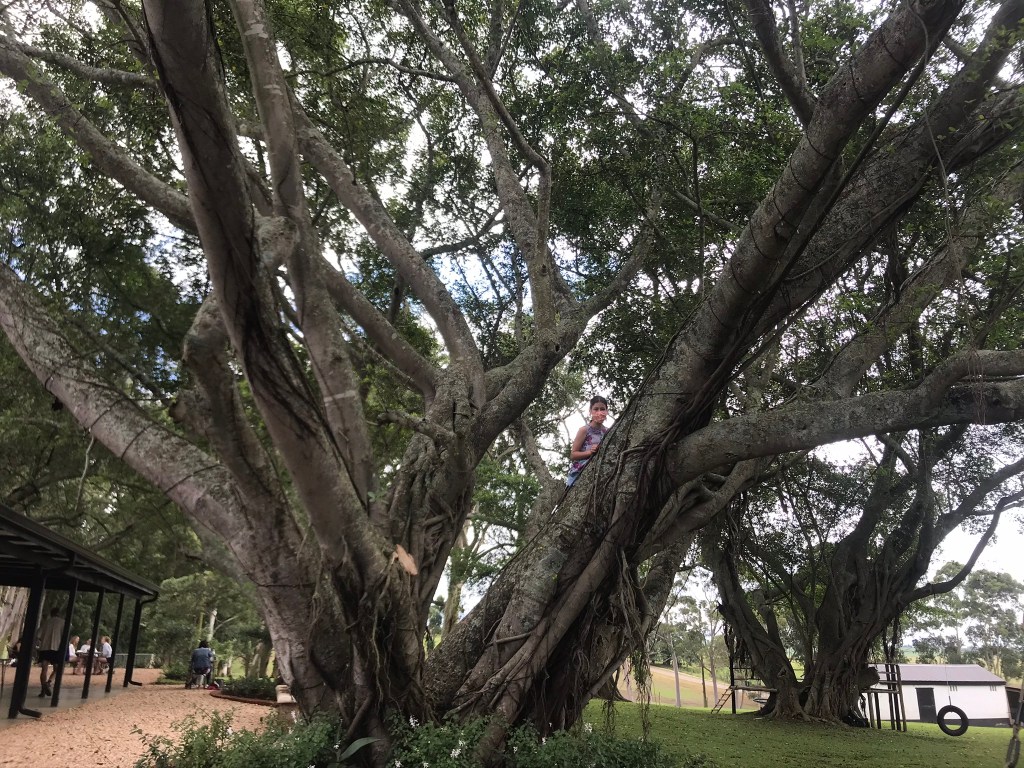 A young girl climbs a tree at Wynnifreds Cafe and Shoppe in Tala Valley